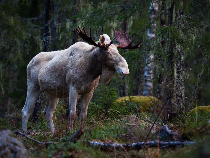7th Japan Orienteering Championships in Middle Distance